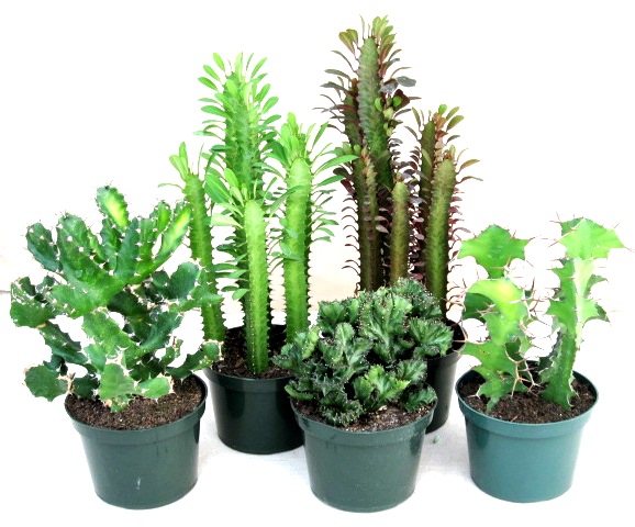 10" Euphorbia assortment - Click Image to Close